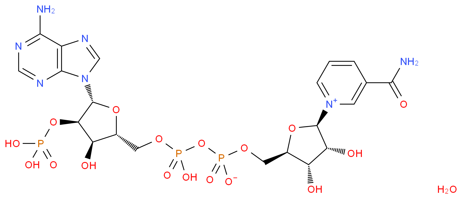 β-Nicotinamid-adenin-dinucleotid-phosphors&auml;ure 水合物_分子结构_CAS_53-59-8(anhydrous))