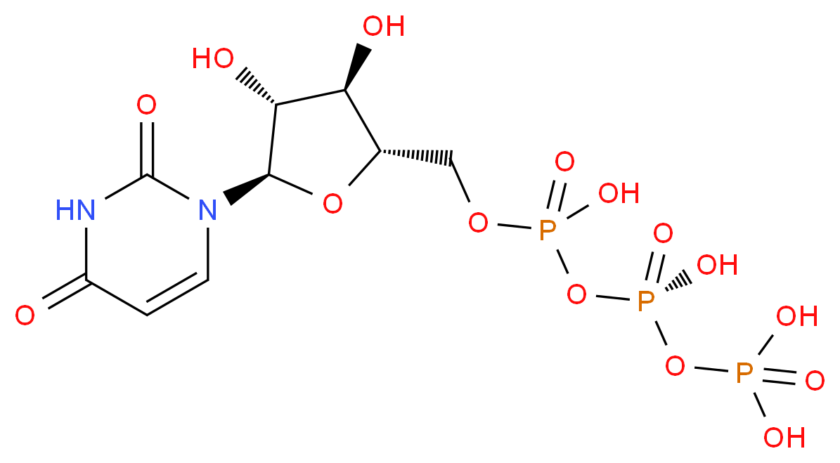 Uridine 5'-Triphosphate_分子结构_CAS_63-39-8)